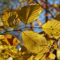 DSCF1065