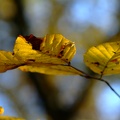 DSCF1085