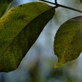 DSCF1096