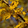 DSCF1097