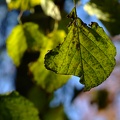 DSCF1099
