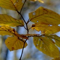 DSCF1110