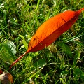 DSCF1114