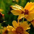 DSCF0455