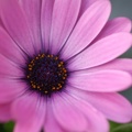 DSCF3798