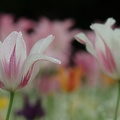 dscf5855