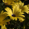 flower02