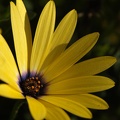 flower03