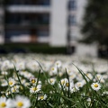 DSC_3267